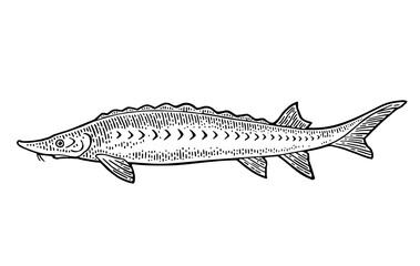 Whole fresh fish sturgeon. Vector engraving vintage
