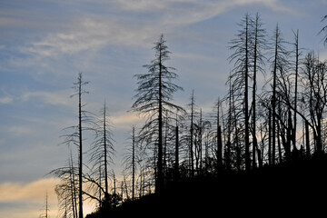 Burned Tree Silhouettes, Lava Fire 2021, Mt Shasta