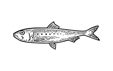 Whole fresh fish sardine. Vector engraving vintage