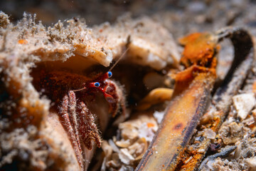 Close-up of a hermit crab