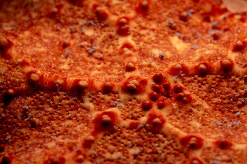 Starfish texture up close. 