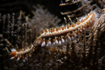 Bearded Fireworm on reef