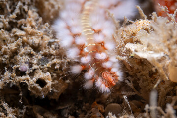 Bearded Fireworm on reef