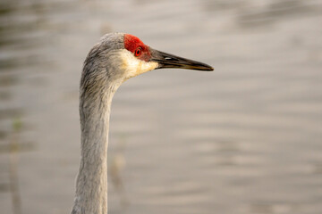 Sandhill Crane Portrait 
