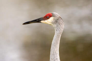 Sandhill Crane Portrait 
