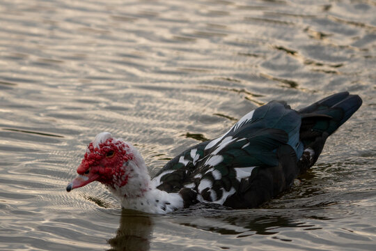 Muscovy duck swimming