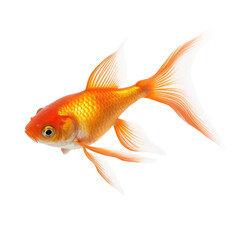 Fototapeta premium Gold Fish Isolated on transparent Background