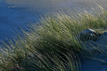 Coastal Dune habitat. Chord Grass helps stabilize dunes in windy environment 
