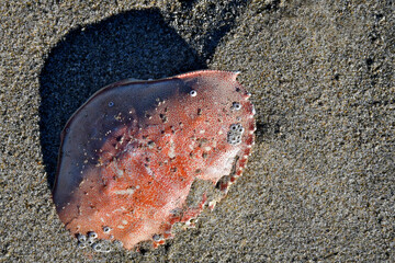 Large Crab carapace with small barnacles, Waldport, Oregon 