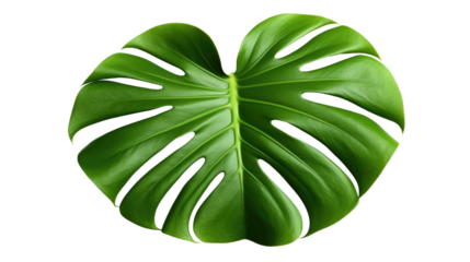 Monstera leaves Isolated on transparent background 