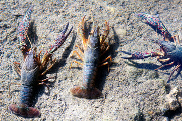 three american crawfish crayfish in spanish river , concept invasive specie ecologic problem - 689862515