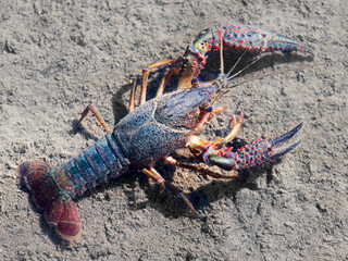 american crawfish crayfish in spanish river , concept invasive specie ecologic problem - 689862520