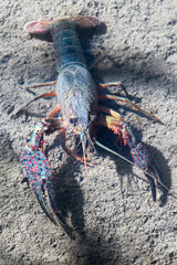 american crawfish crayfish in spanish river , concept invasive specie ecologic problem - 689862523