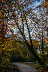 Fototapeta premium autumn in the forest