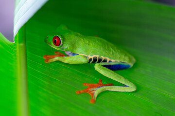 Red-Eyed Tree Frog in Costa Rica - 689864368
