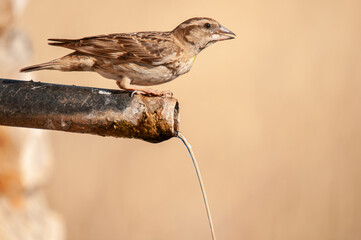 Water-drinking Rock Sparrow (Petronia petronia).