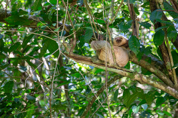 Sloth in the Wild in Costa Rica - 689864548