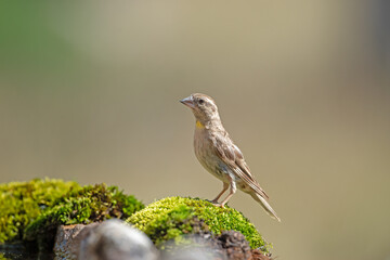 Rock Sparrow (Petronia petronia) on moss.