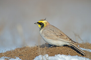 Horned Lark (Eremophila alpestris), on the ground, in the snowy region.