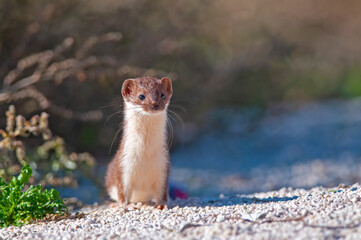 Lovely Least Weasel (Mustela nivalis) looking around in the garden.