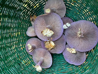 Mushrooms collected from the forest in a green basket.