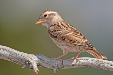 Baby Rock Sparrow (Petronia petronia) on a tree branch.