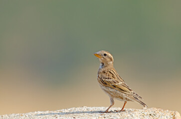 Rock Sparrow (Petronia petronia) on concrete floor.