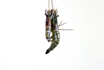 Fresh two giant prawns isolated on a white background