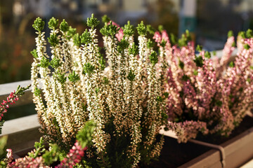 Blooming white heather plant in the autumn growing outdoors on the balcony