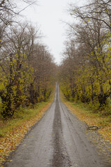 Obraz premium Empty road along trees during autumn