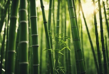 Many bamboo stalks and light beam