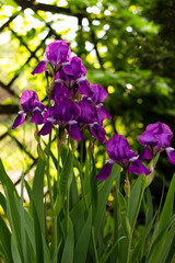 flowers in the garden