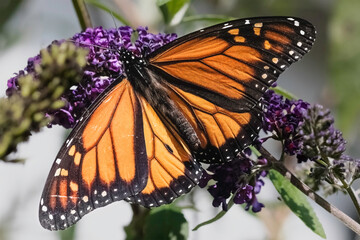 An endangered Monarch Butterfly (Danaus plexippus) feeding on purple butterfly bush flowers, wings...