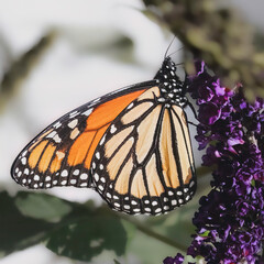 An endangered Monarch Butterfly (Danaus plexippus) with orange wings with black and white markings, feeding on purple butterfly bush flowers. Long Island, New York, USA
