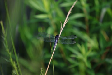 Dragonfly on grass