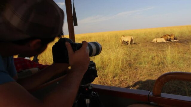 Photographer capturing pictures of lions on safari