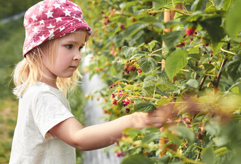 Little girl picking raspberries in country fields. Farming, childhood, ecology, nature - 689870572