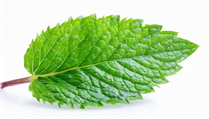 Fototapeta premium Fresh mint leaves grace the white background with vibrant green.