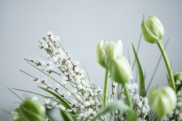 Close up of beautiful white tulips flowers, with copy space, minimalistic colors, - 689871506