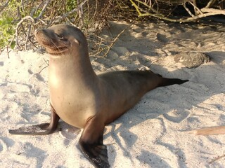 Proud seal