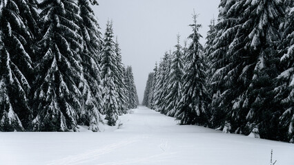 Forest aisle covered by snow in winter Jizera Mountains, Czechia