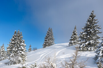 Ski slope in white snow in a forest of green pines and firs