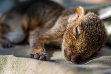 Sleeping Baby Squirrel I