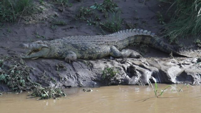 Crocodile Laying On Muddy River Shore