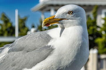 Close-up of a (Very) Large Seagull