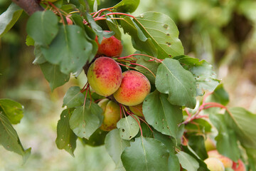 Ripe sweet apricots in garden, agricultural harvest, after rain with hail, traces remained on...