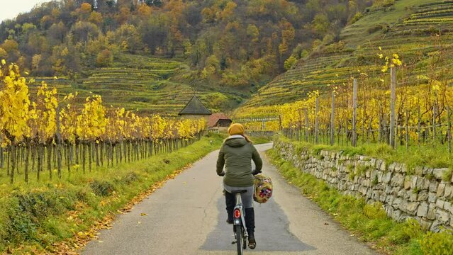 Following behind a cyclist on road riding between vineyards with autumn leaf colors, Wachau Valley, Austria