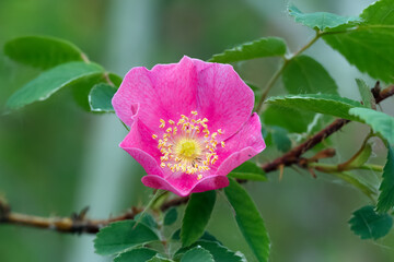 Fragrant  Wild rose flower is blooming in the summer forest.