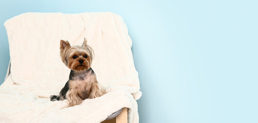 Cute small Yorkshire terrier dog sitting on armchair in room near light blue wall