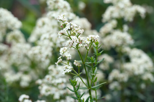 Tiny white flowers of Northern bedstraw are blooming in the wild.
